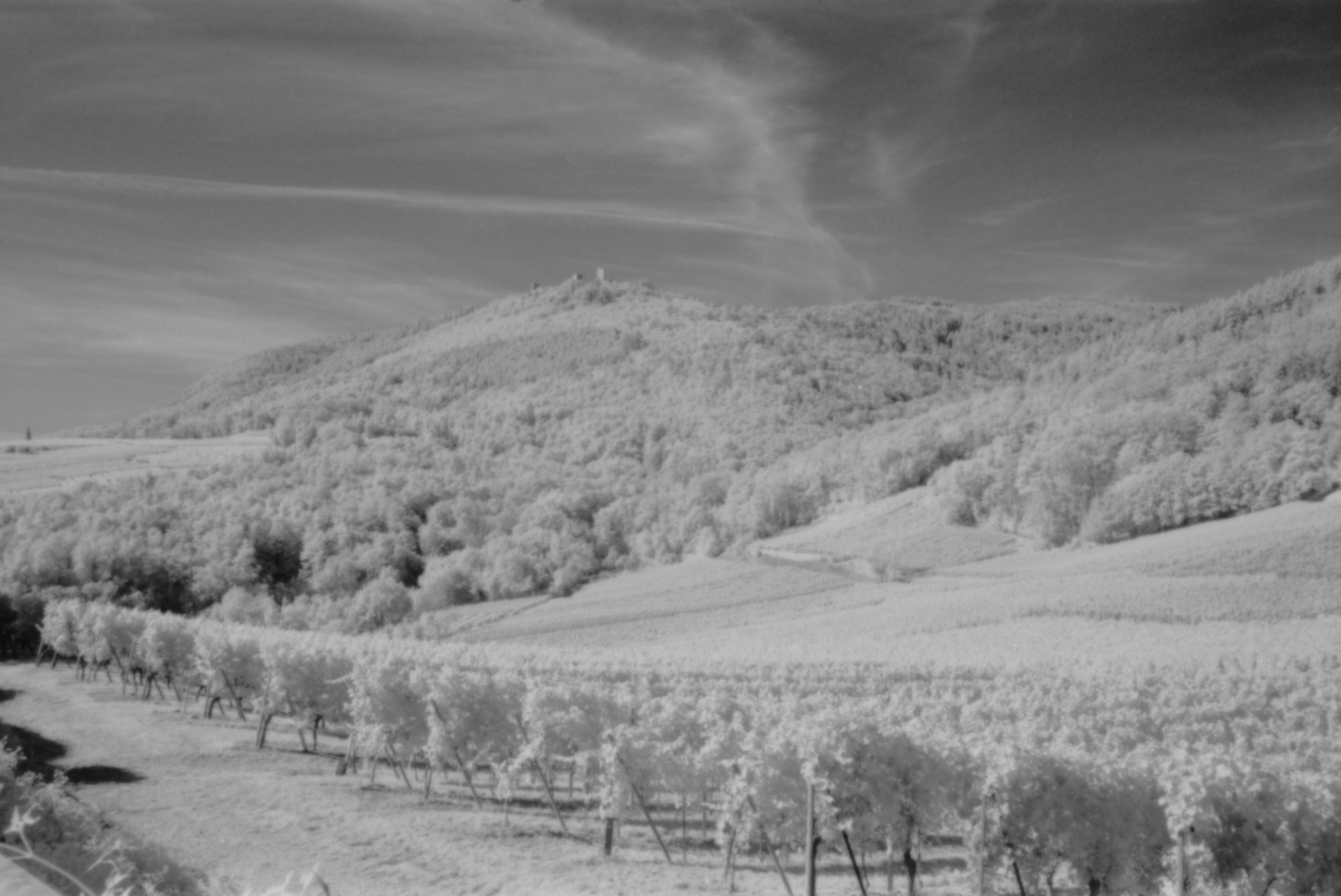 Vignoble et chateau : Photo prise à l'infrarouge avec le filtre Hoya IR72
