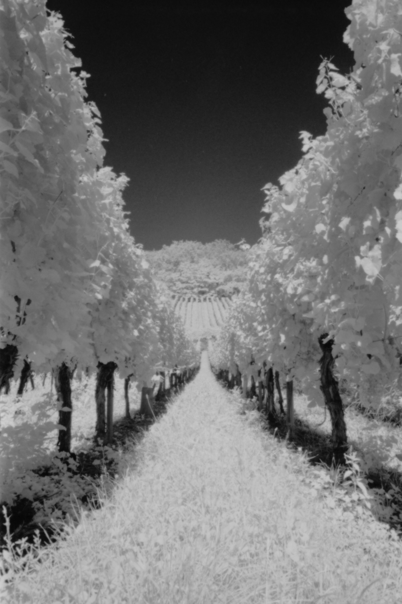 Vignoble Alsacien : Photo prise à l'infrarouge avec le filtre Hoya IR72