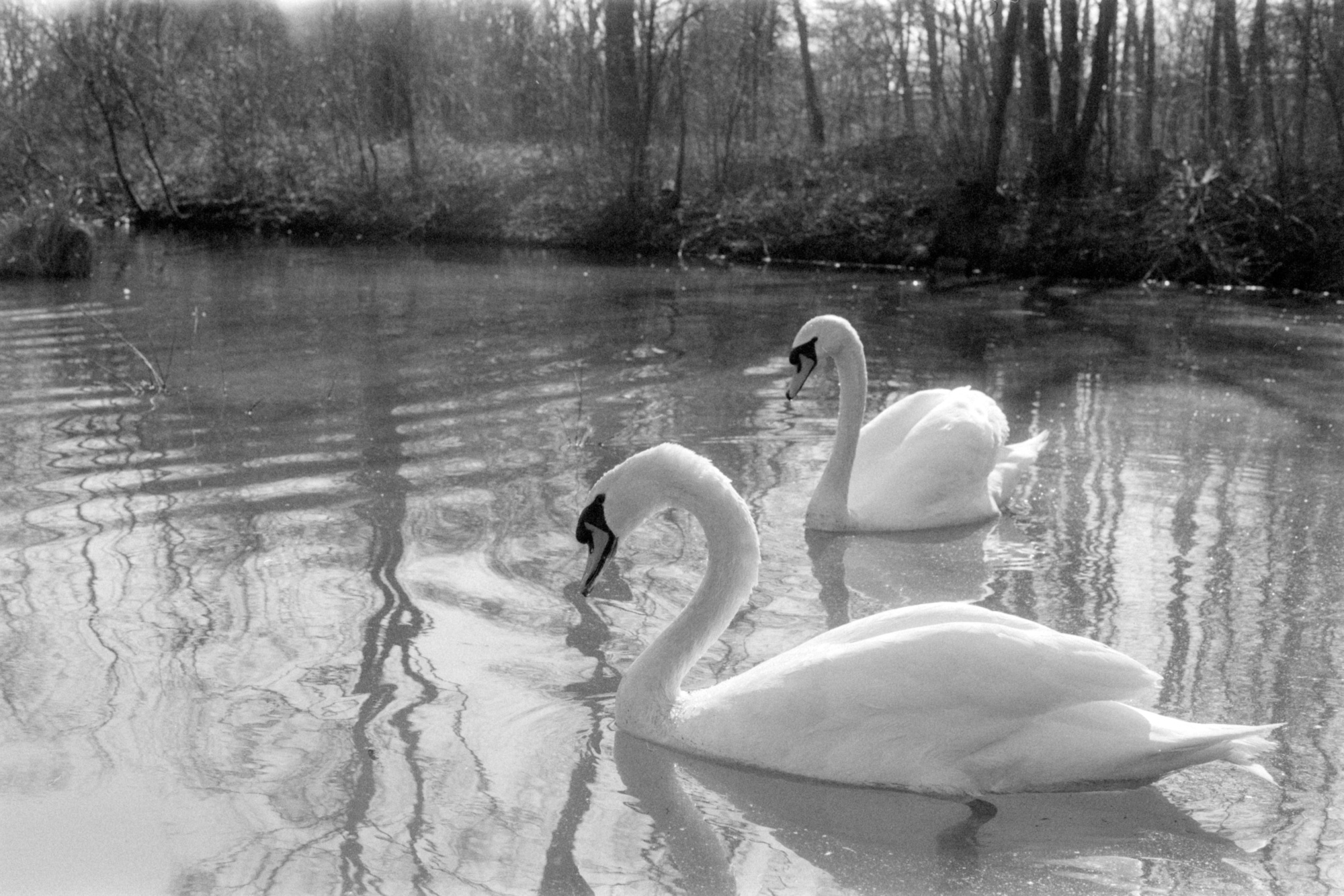Cygnes